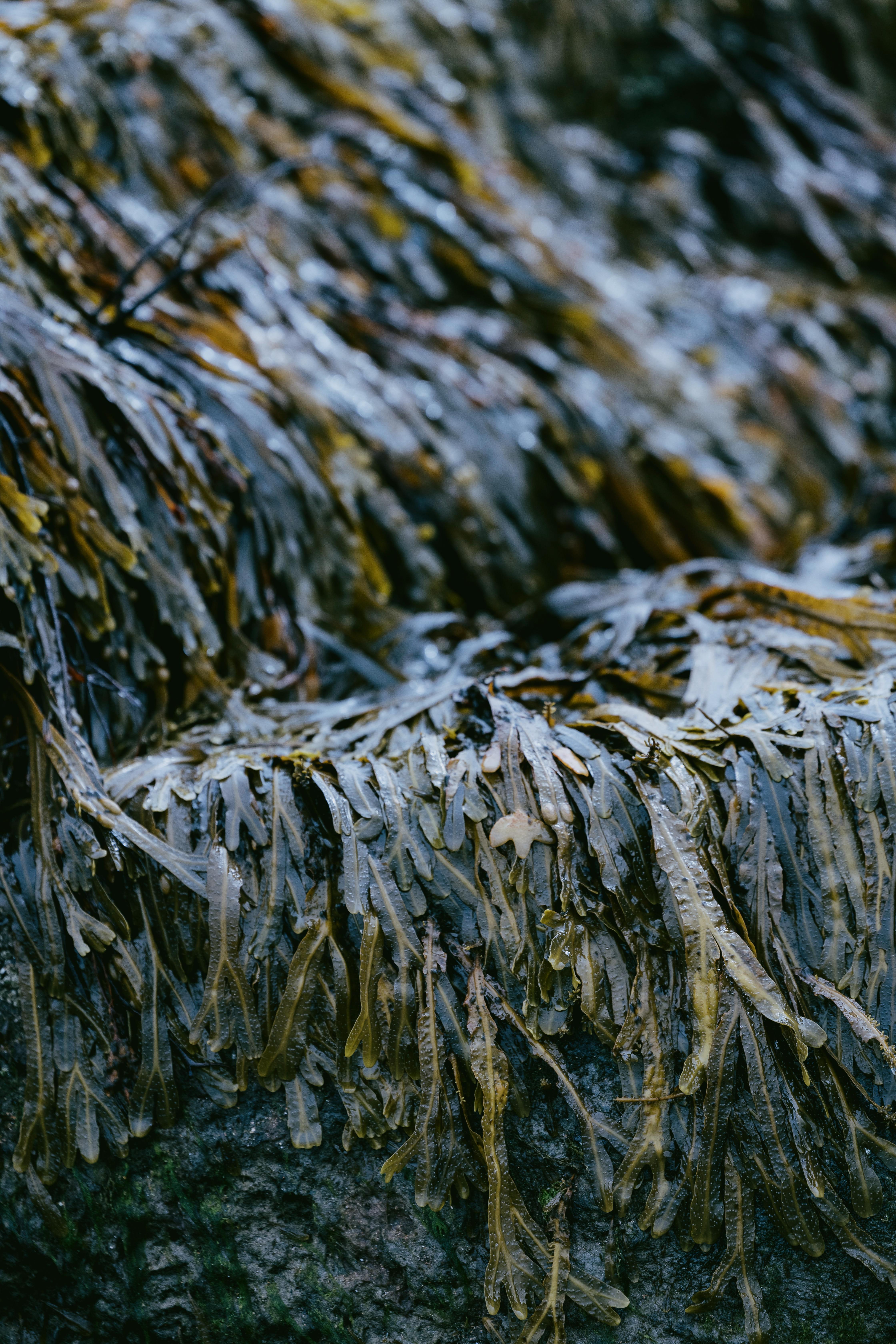 Hotel Dornoch Station Exterior foto Seaweed